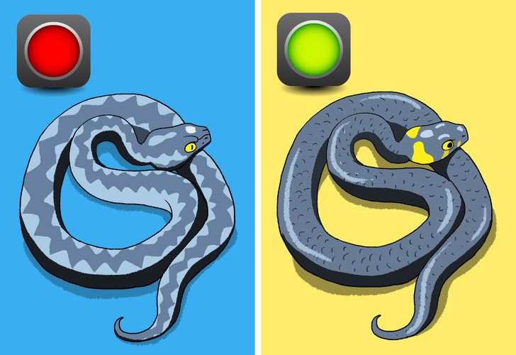 Čo robiť ak vidíte hada a ako zistiť, že je jedovatý