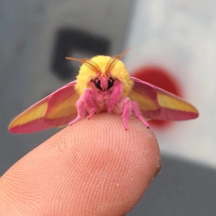18 Roztomilých chrobáčikov, ktoré sa vám roztomilo priplazia až do vášho srdca