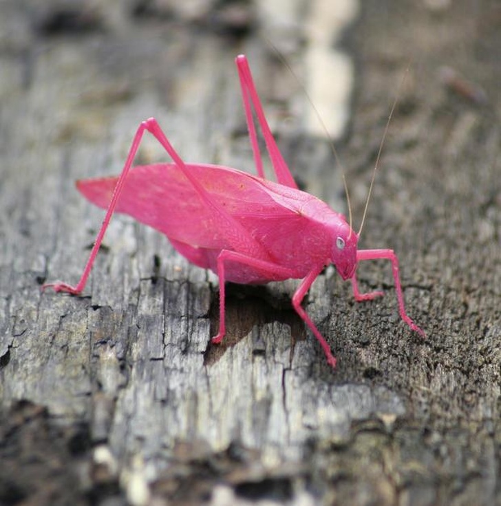 18 Roztomilých chrobáčikov, ktoré sa vám roztomilo priplazia až do vášho srdca