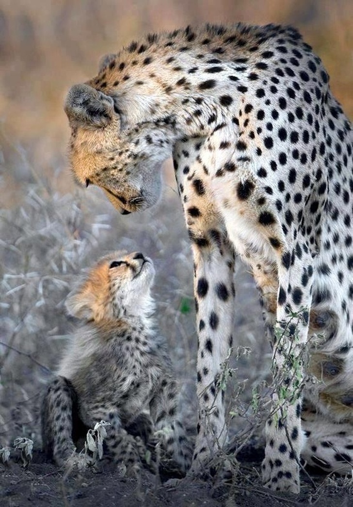20 Fotografií zvierat, ktoré sú dôkazom toho, že nič na svete nie je viac ako materská láska