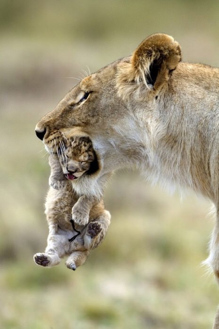 20 Fotografií zvierat, ktoré sú dôkazom toho, že nič na svete nie je viac ako materská láska
